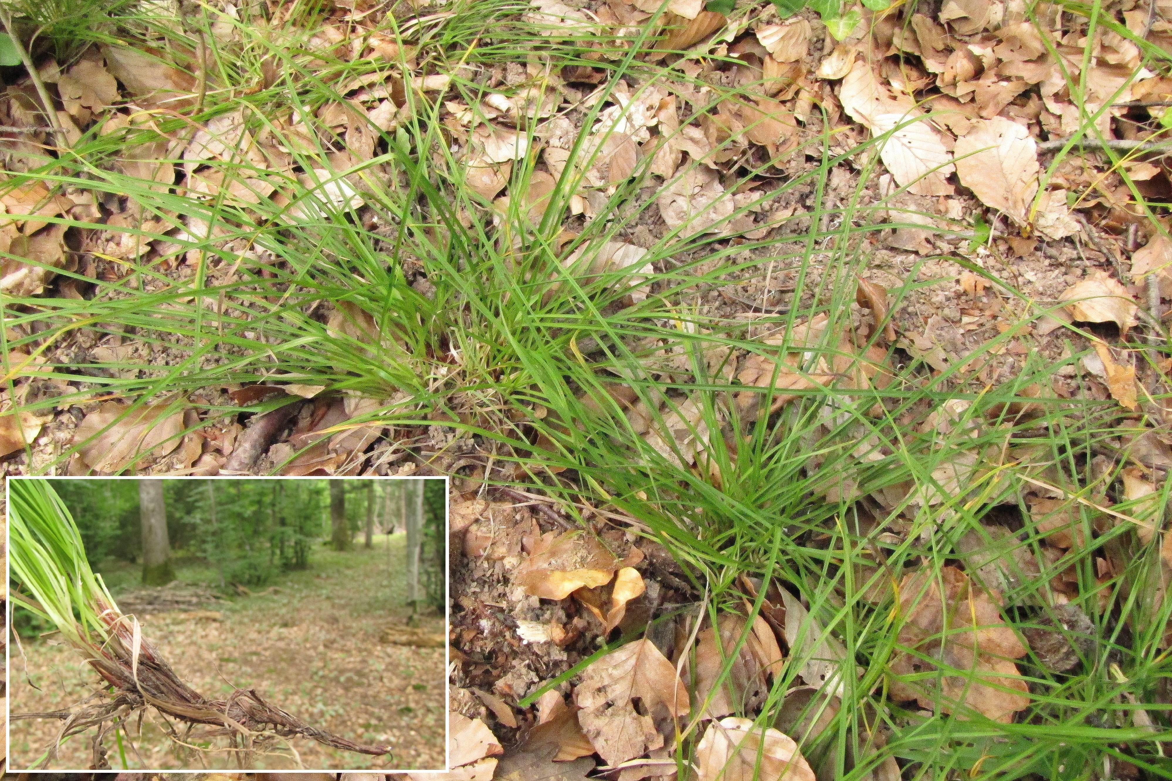 Carex montana.jpg