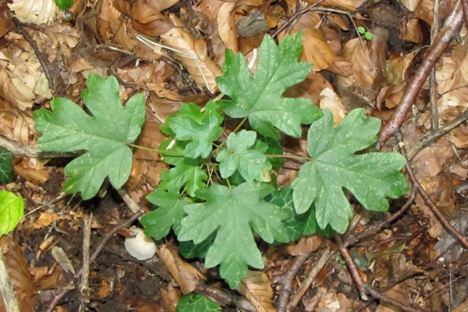 Acer campestre.jpg