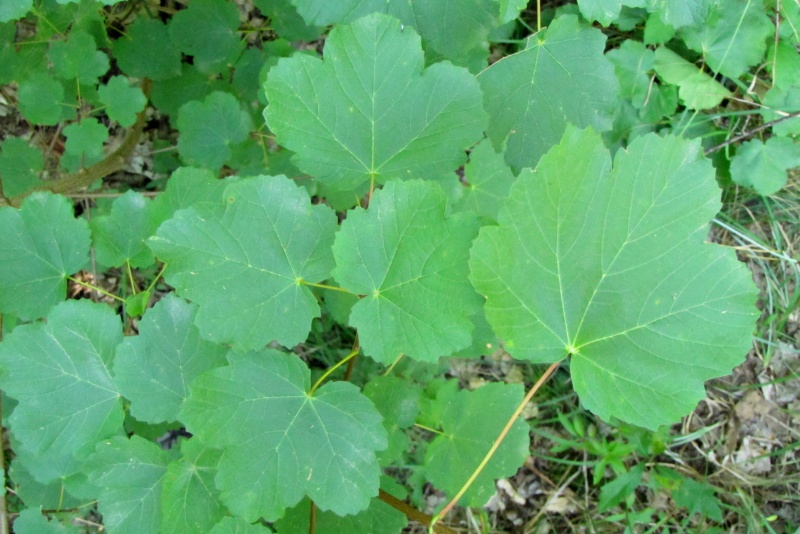 Fichier:Acer opalus.jpg