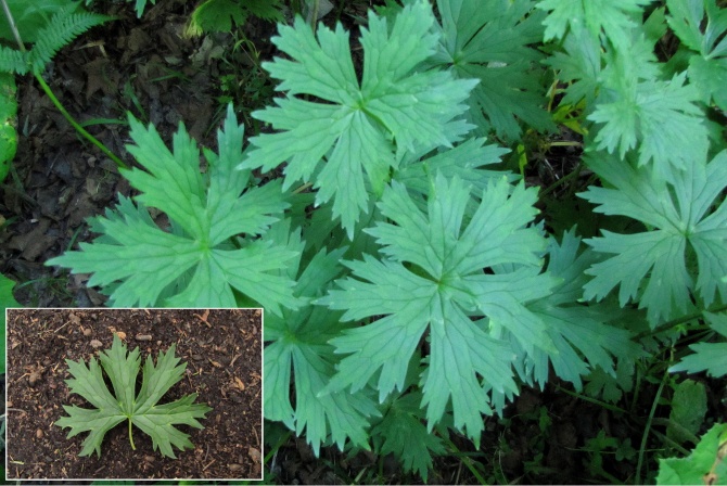Aconitum altissimum.jpg