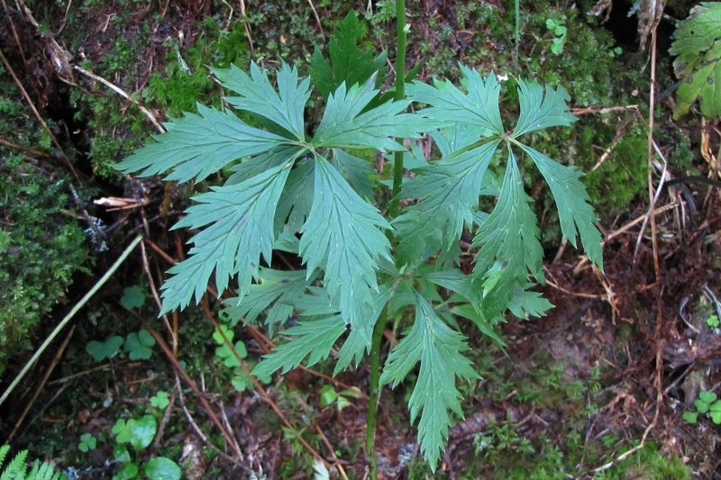 Fichier:Aconitum paniculatum.jpg