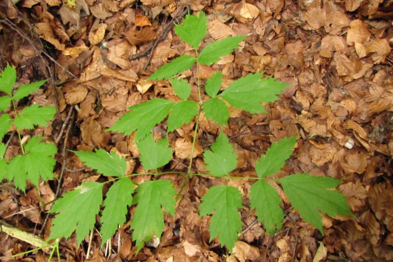 Fichier:Actea spicata.jpg