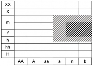 Actea spicata ecogramme 1.jpg