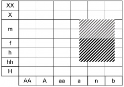 Aegopodium podagraria ecogramme.jpg