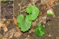 Alliaria petiolata.jpg