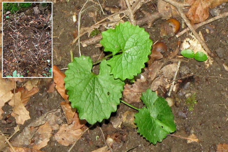Fichier:Alliaria petiolata.jpg