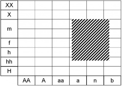 Alliaria petiolata ecogramme.jpg