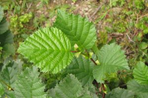 Alnus viridis.jpg