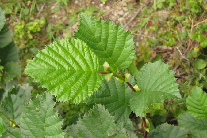 Alnus viridis.jpg