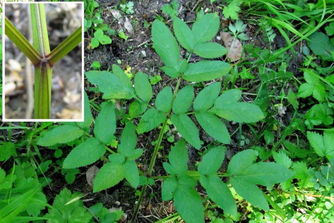 Angelica sylvestris.jpg