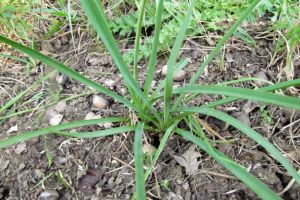 Anthericum ramosum.jpg