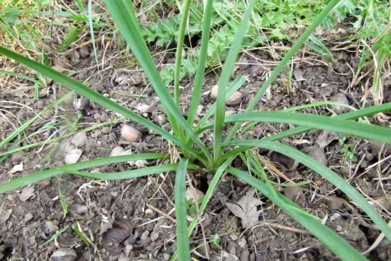 Fichier:Anthericum ramosum.jpg