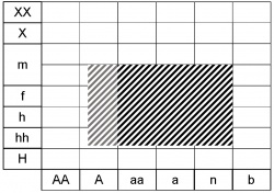 Anthyrium filix femina ecogramme.jpg