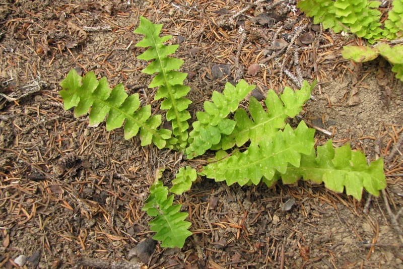 Fichier:Aposeris foetida.jpg