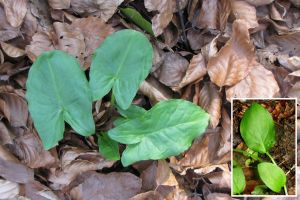 Arum maculatum.jpg