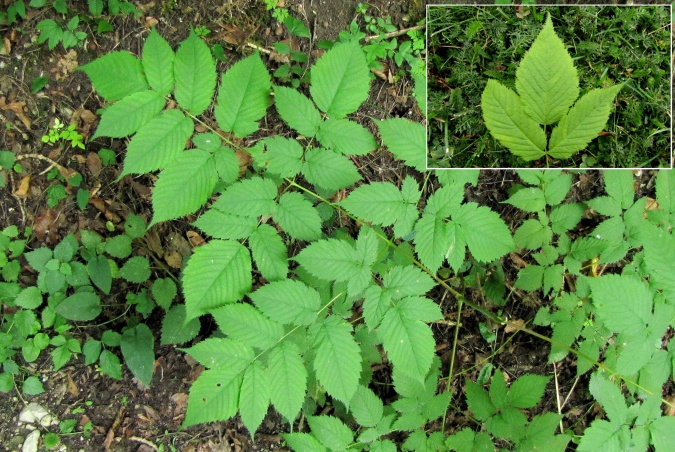 Aruncus dioicus.jpg