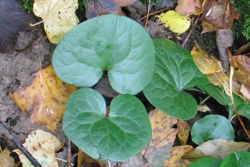 Fichier:Asarum europaeum.jpg