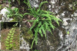 Asplenium trichomanes.jpg