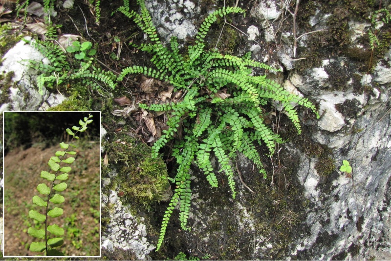 Fichier:Asplenium trichomanes.jpg