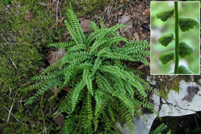 Asplenium viride.jpg