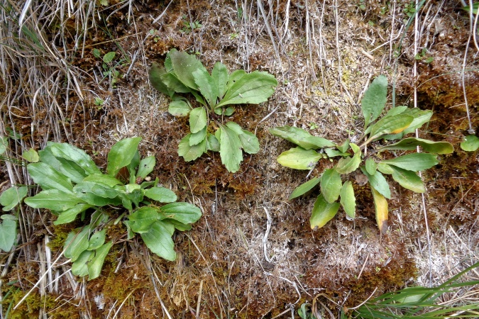Aster bellidiastrum.jpg