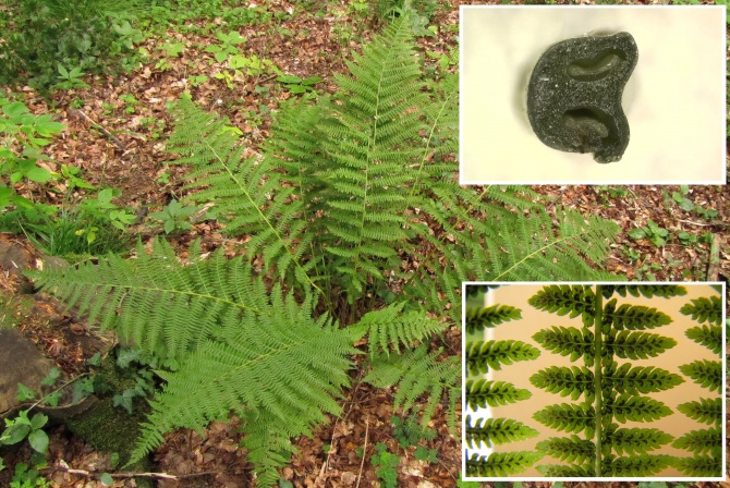 Athyrium filix-femina.jpg
