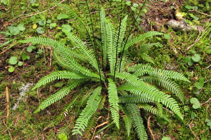 Blechnum spicant.jpg