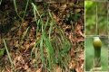 Calamagrostis varia.jpg