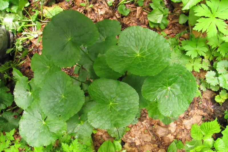 Fichier:Caltha palustris.jpg