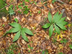Cardamine heptaphylla.jpg