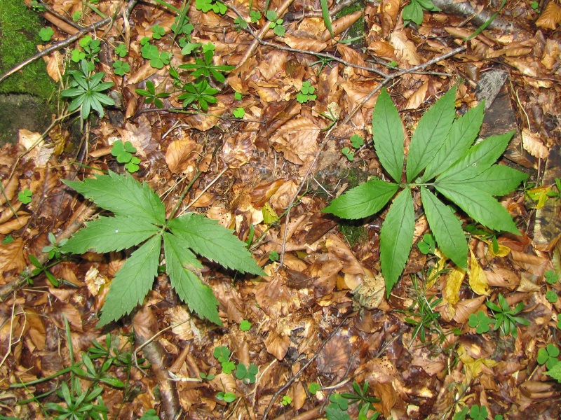 Fichier:Cardamine heptaphylla.jpg