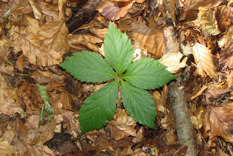 Fichier:Cardamine pentaphyllos.jpg