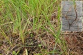 Carex acutiformis.jpg
