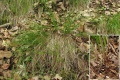 Carex alba.jpg