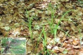 Carex flacca.jpg
