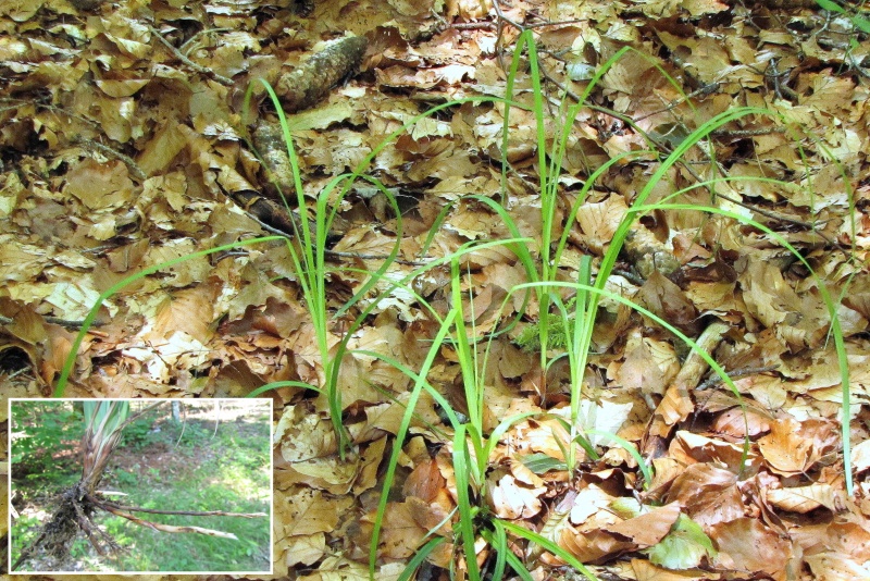 Fichier:Carex flacca.jpg
