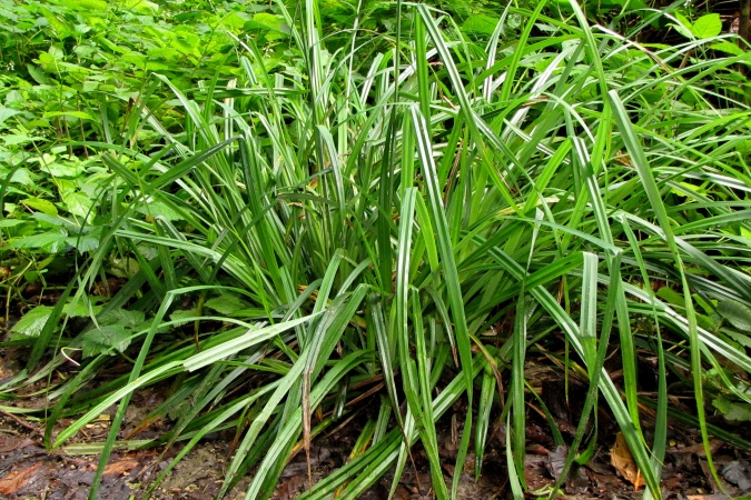 Carex pendula.jpg