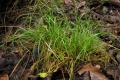 Carex remota.jpg