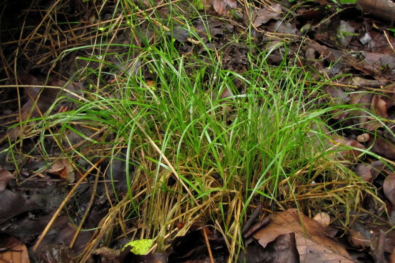 Fichier:Carex remota.jpg