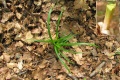 Carex sylvatica.jpg