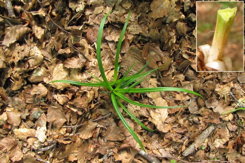 Fichier:Carex sylvatica.jpg