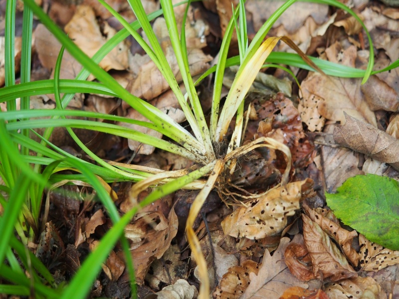 Fichier:Carex sylvatica 1.jpg