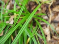 Carex sylvatica 2.jpg