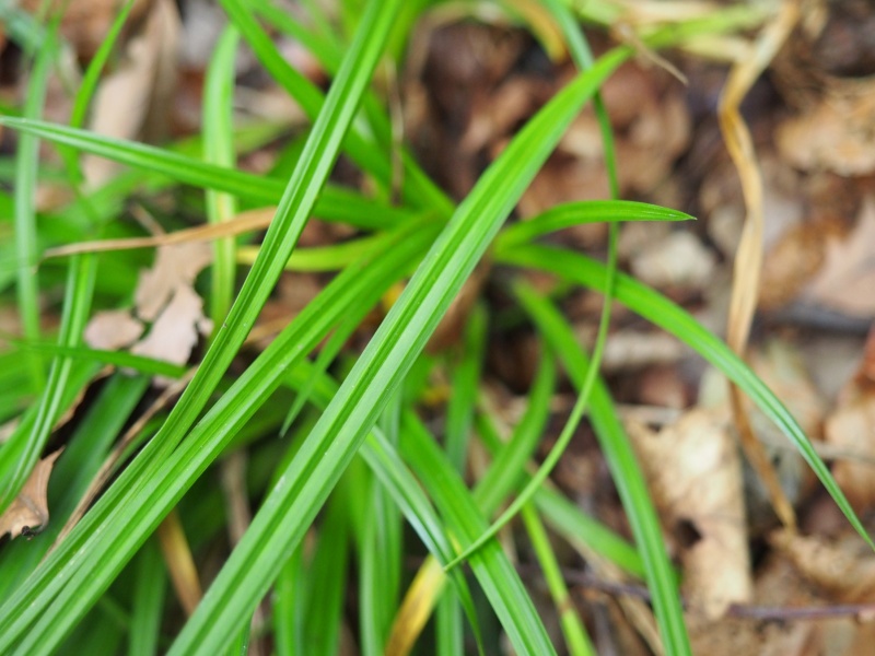 Fichier:Carex sylvatica 2.jpg