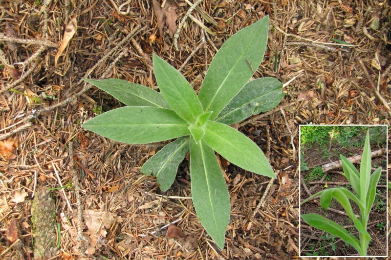 Fichier:Centaurea montana.jpg