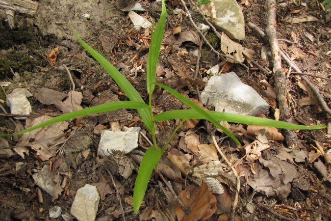 Cephalantera rubra.jpg