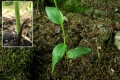 Cephalanthera damasonium.jpg