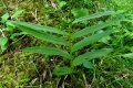 Cephalanthera longifolia.jpg