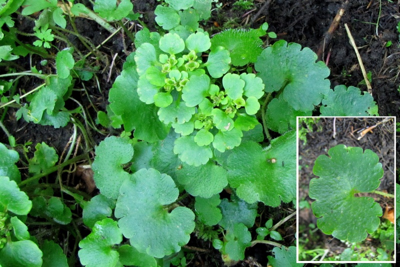 Fichier:Chrysosplenium alternifolium.jpg