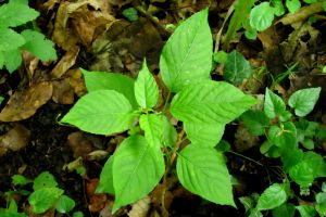 Circaea lutetiana.jpg